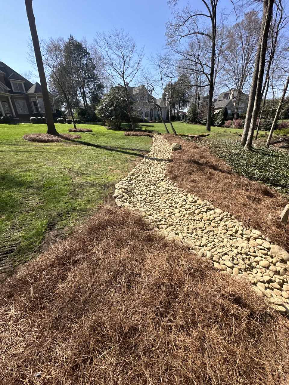 Curving river-rock bed through pine straw and lawn among mature trees